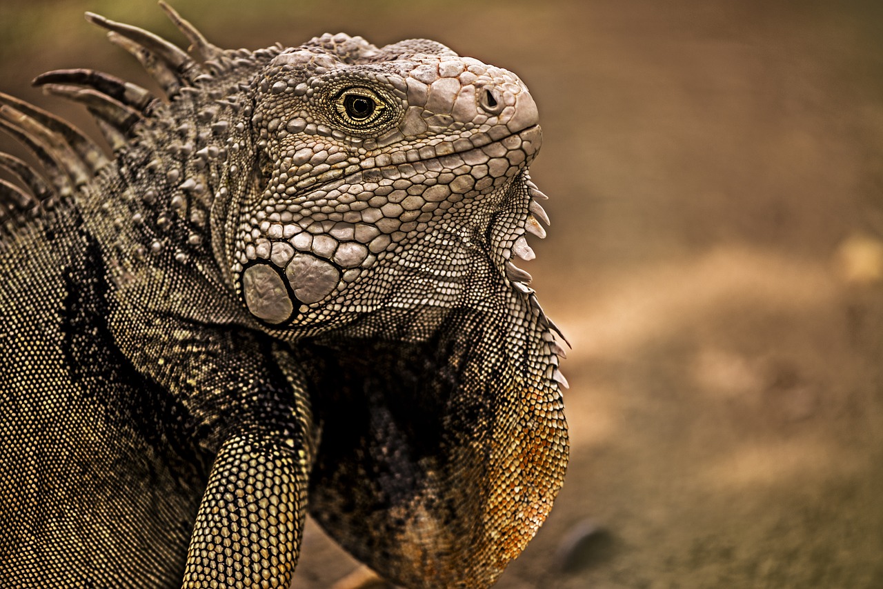 iguana reptile lizard free photo