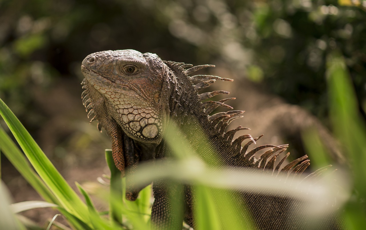 iguana animal reptile free photo