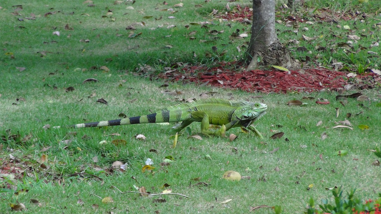 iguana animal reptile free photo