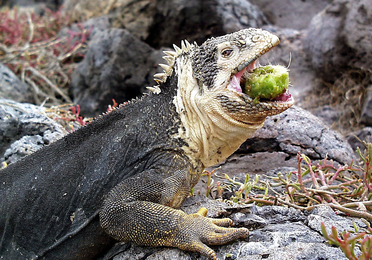 iguana galapagos lizard free photo