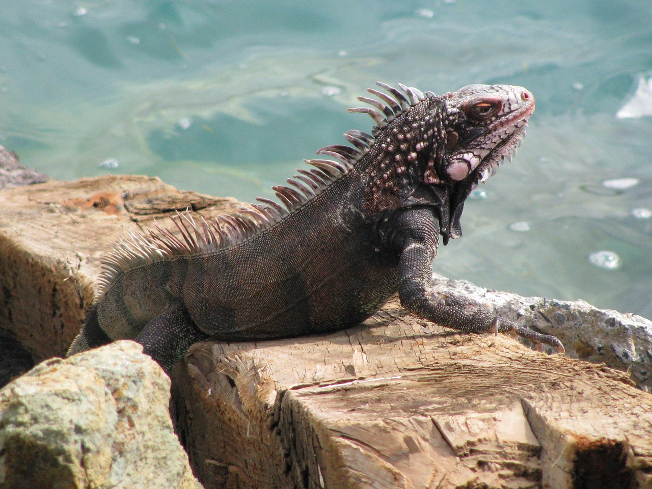 iguana beach rock free photo