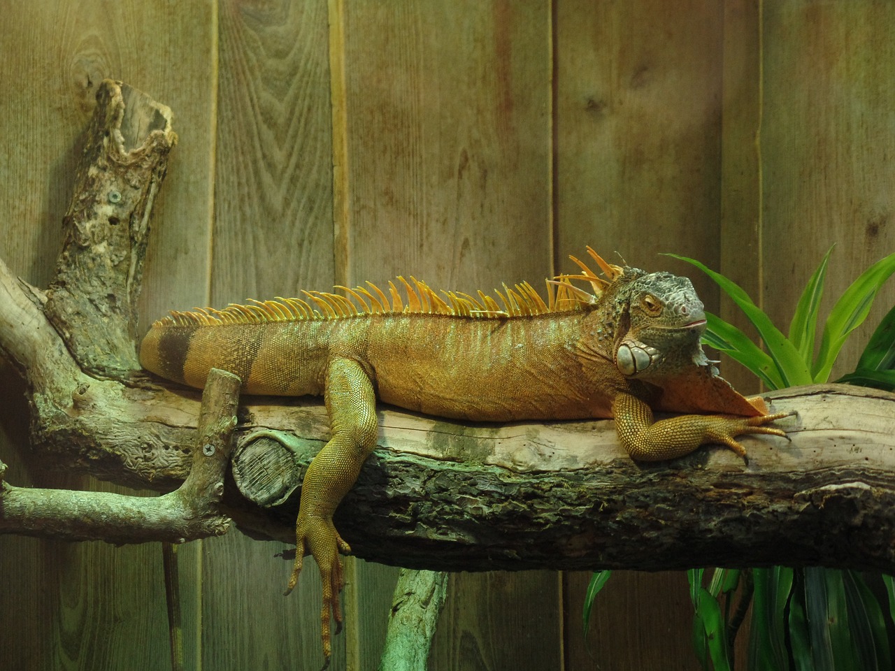iguana terrarium lizard free photo