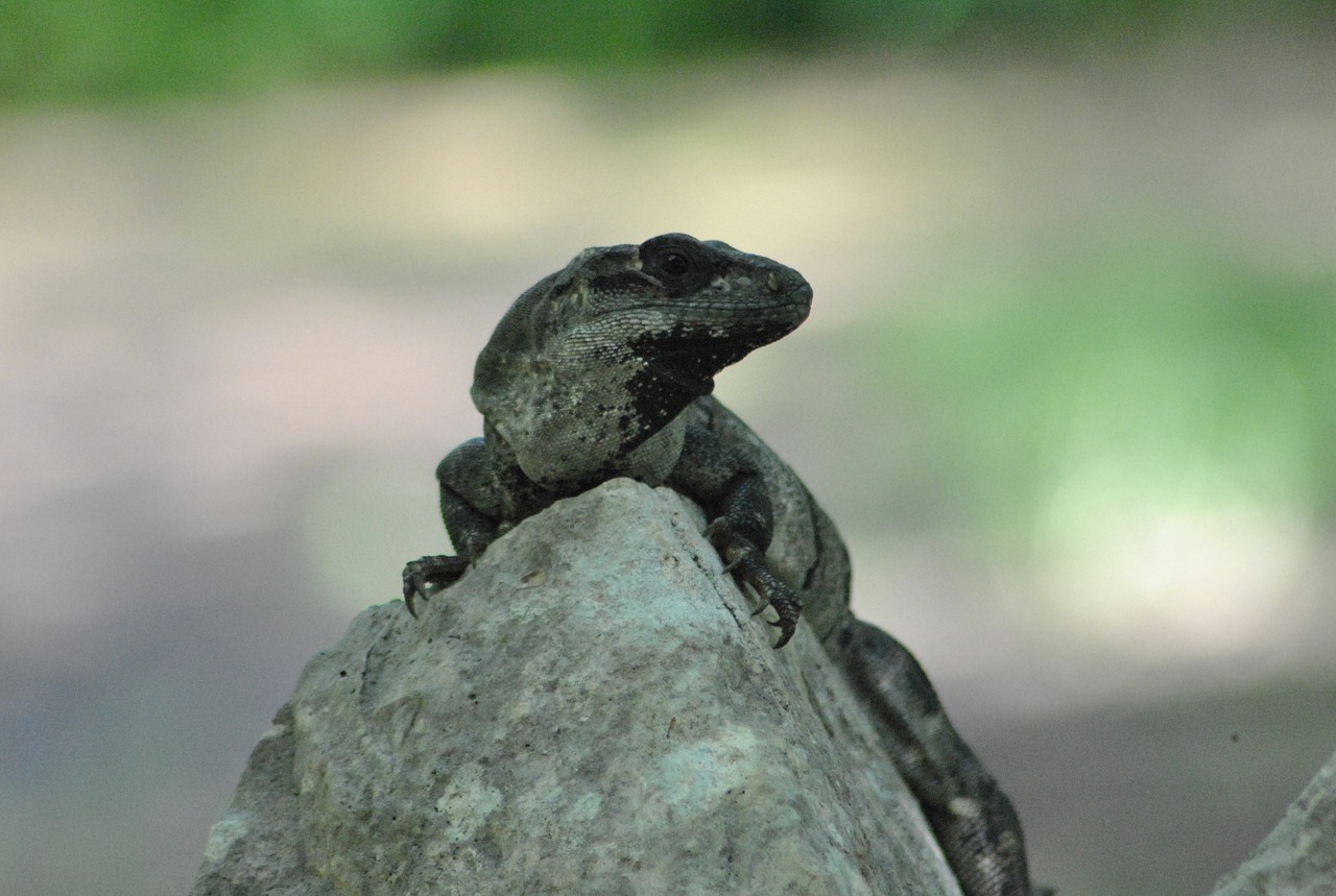 iguana wild lizard free photo