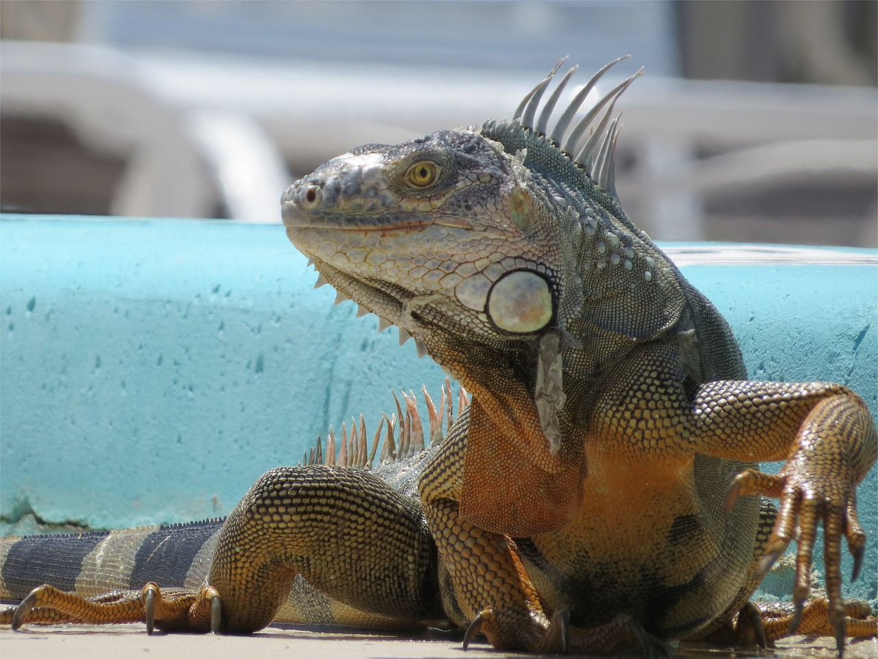 iguana florida keys free photo