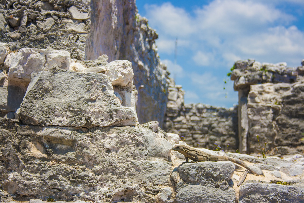 iguana rocks texture free photo