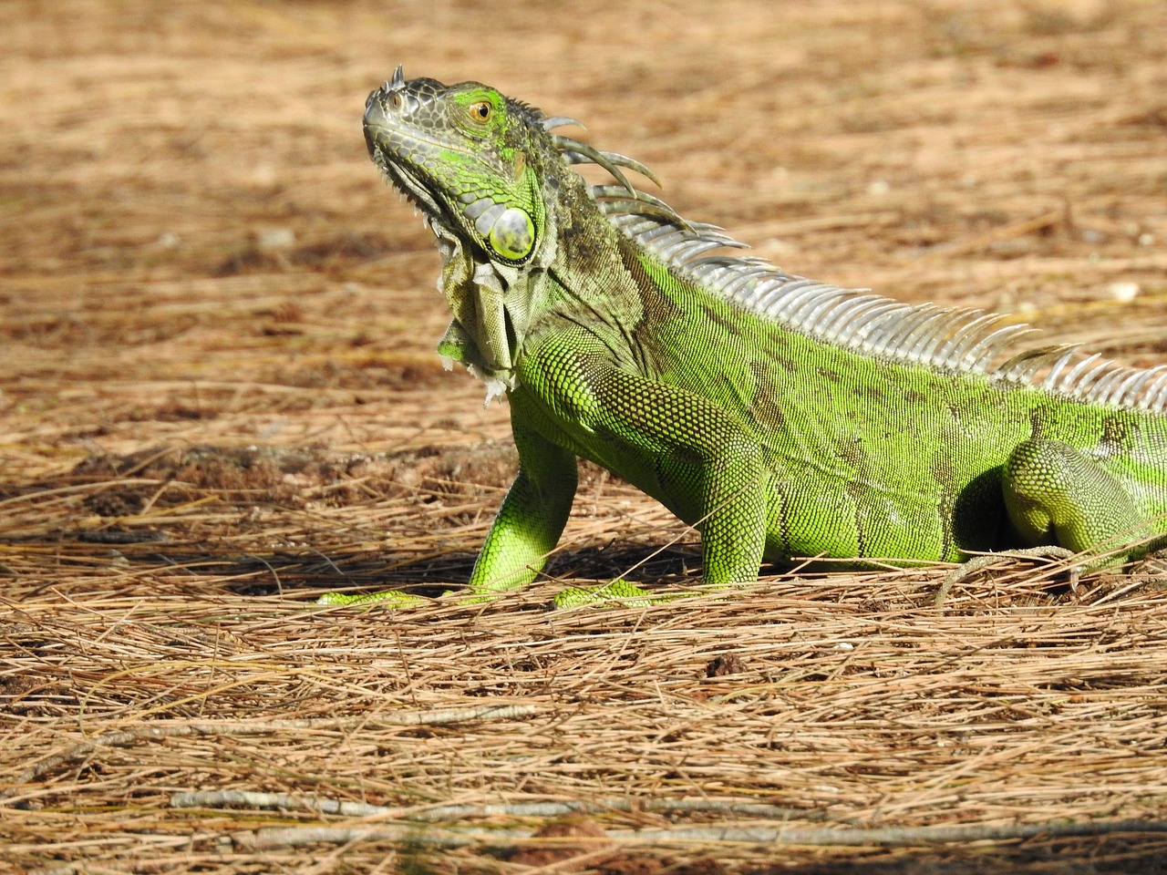 iguana animal tr free photo