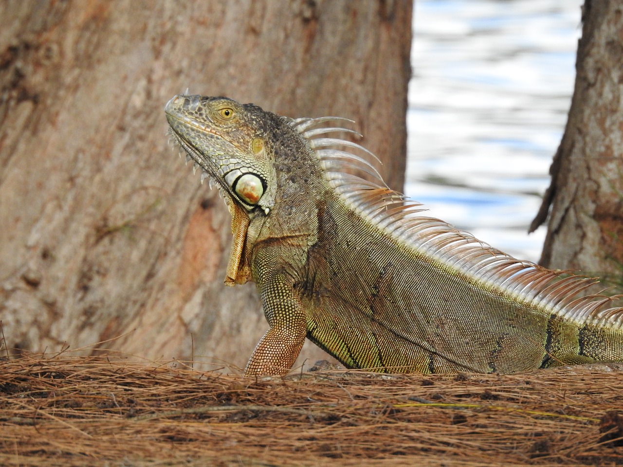 iguana tropical animal tropical free photo