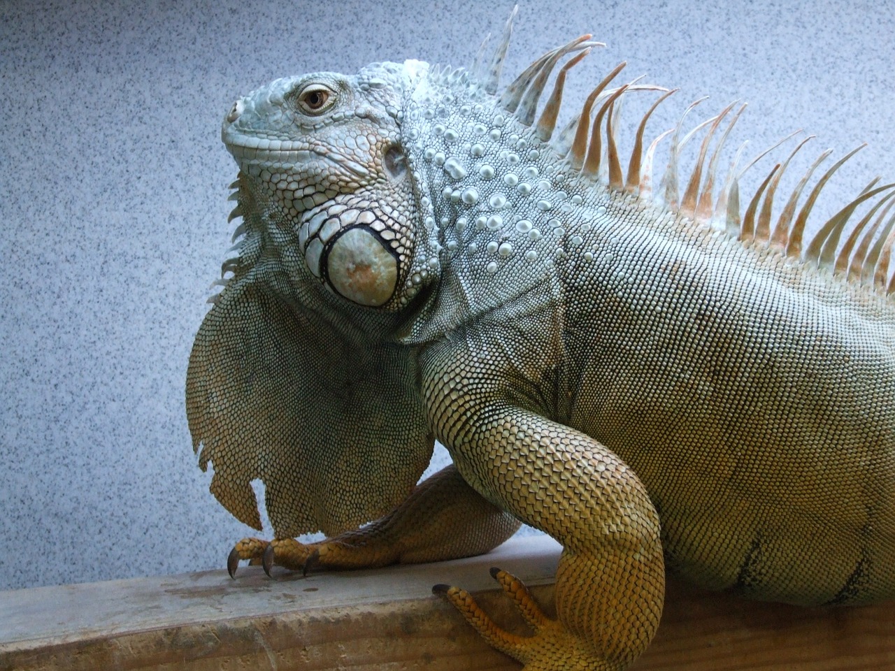 iguana adult male free photo