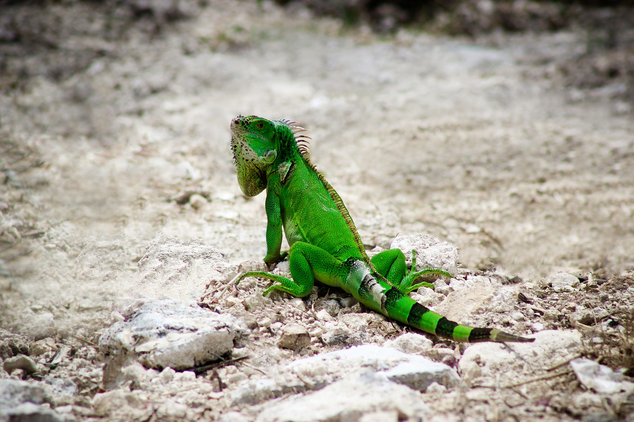 iguana nature wildlife free photo