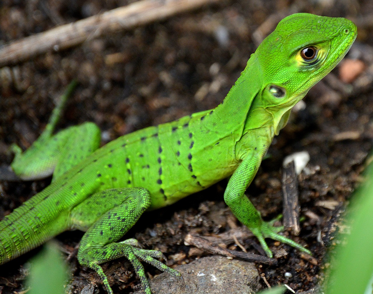 iguana reptile green free photo