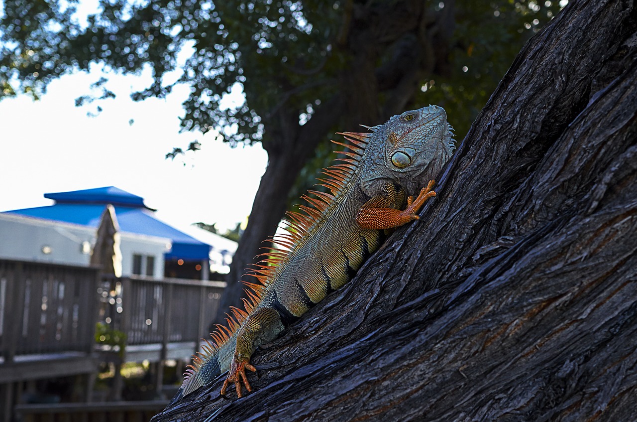 iguana koa campground sugarloaf key free photo