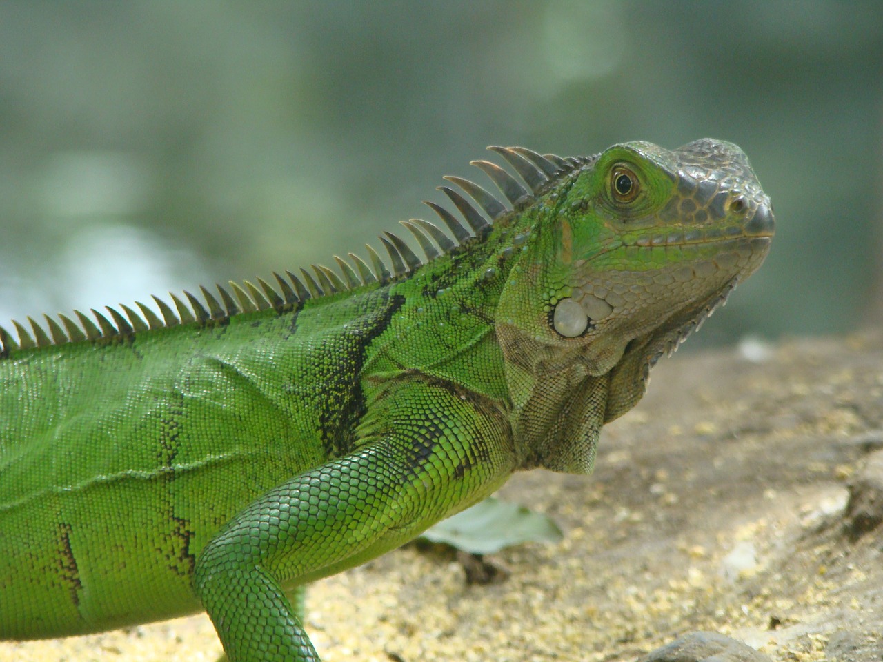 iguana nature reptile free photo