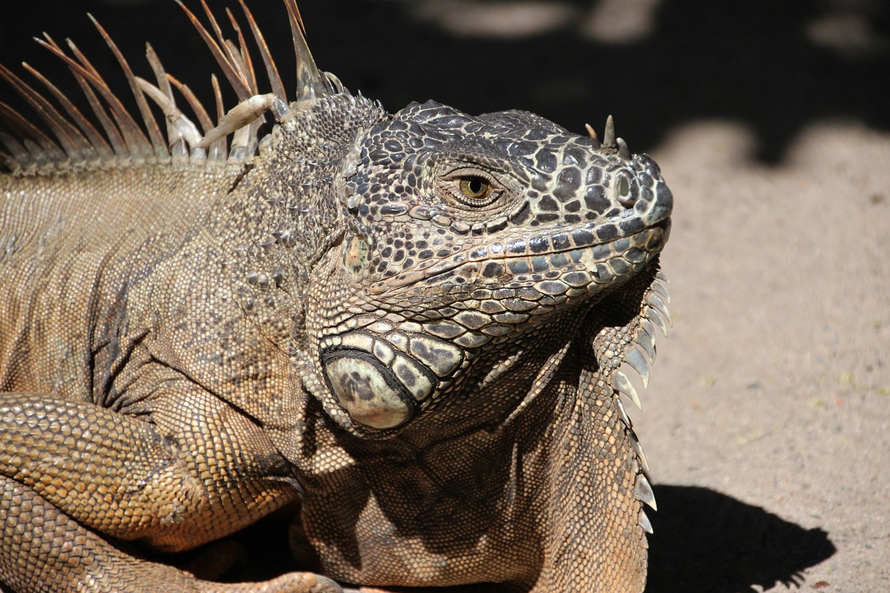 iguana dragon reptile free photo