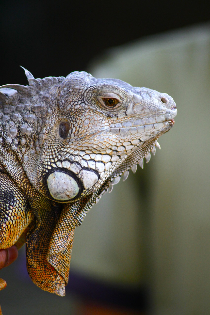 iguana animal lizard free photo