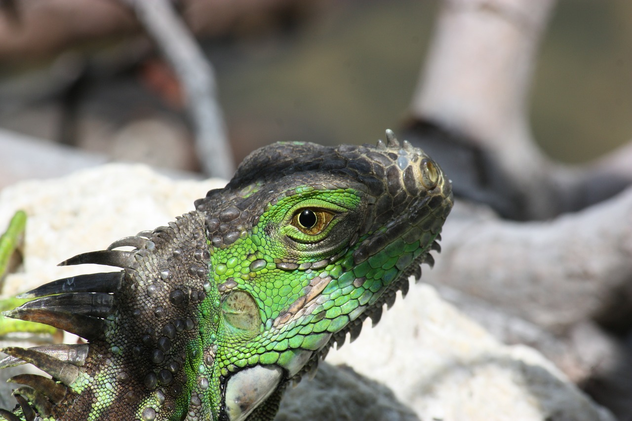 iguana reptile zoo free photo