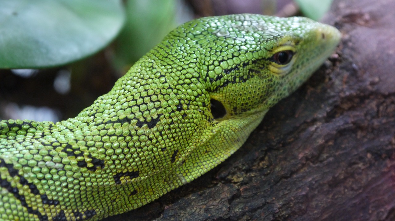 iguana lizard wood free photo