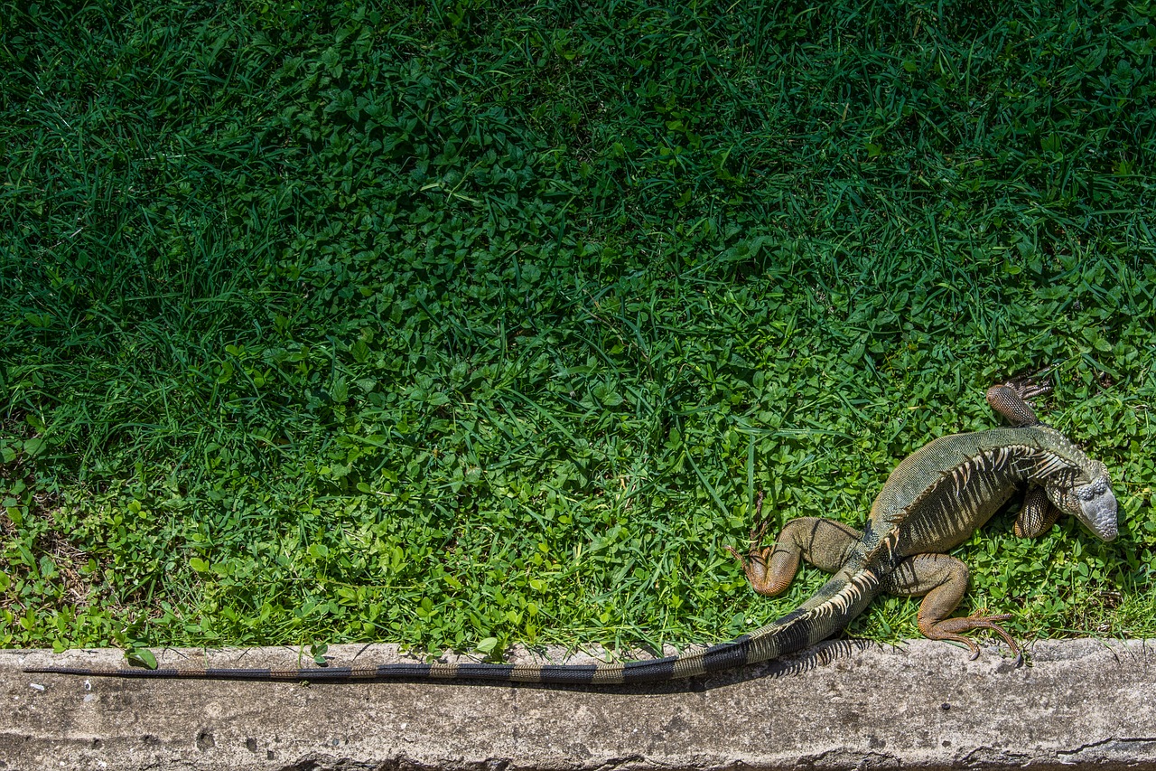 iguana reptile wildlife free photo