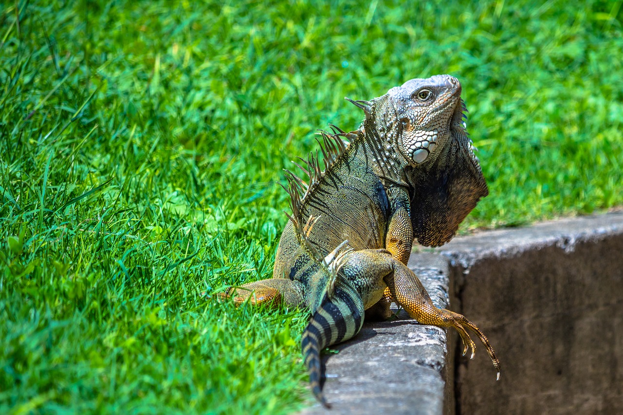 iguana reptile wildlife free photo