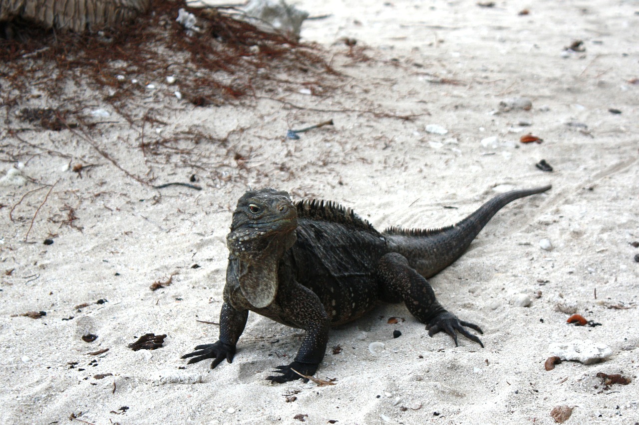 iguana cuba caribbean free photo