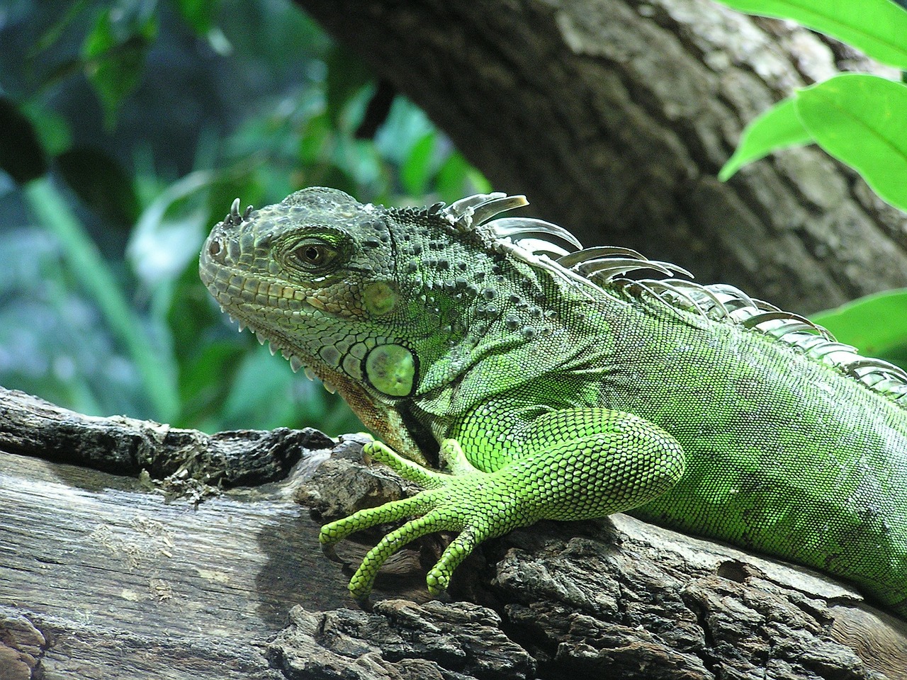iguana lizard varan free photo