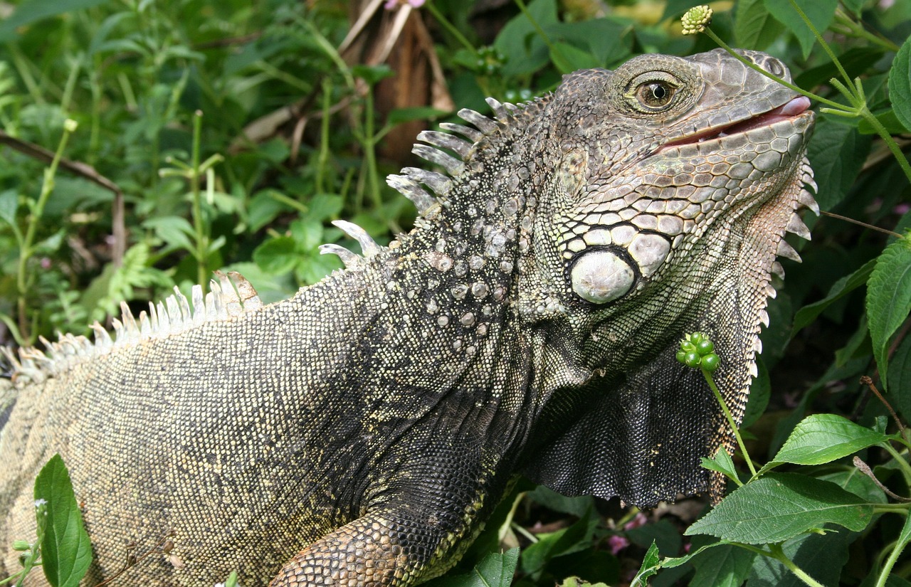 iguana lizard animal free photo