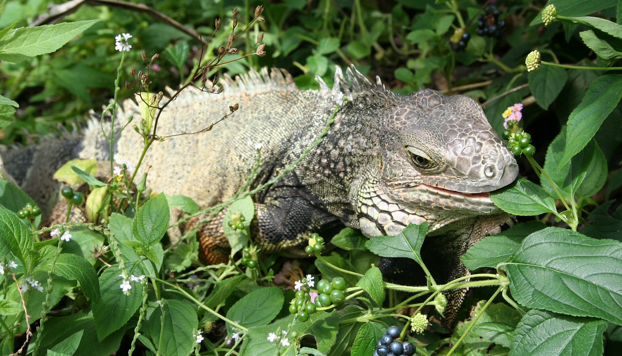 iguana lizard animal free photo