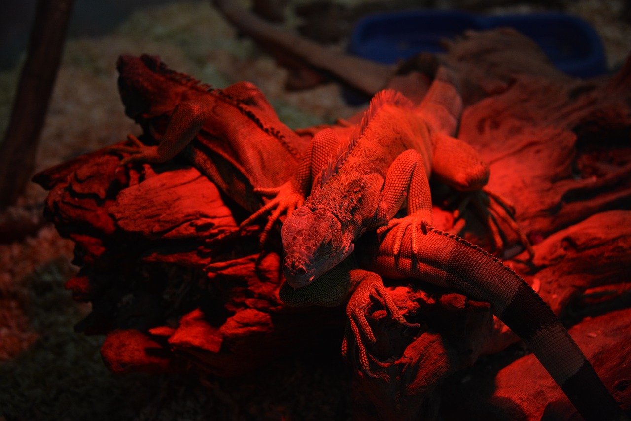 iguana red reptiles free photo