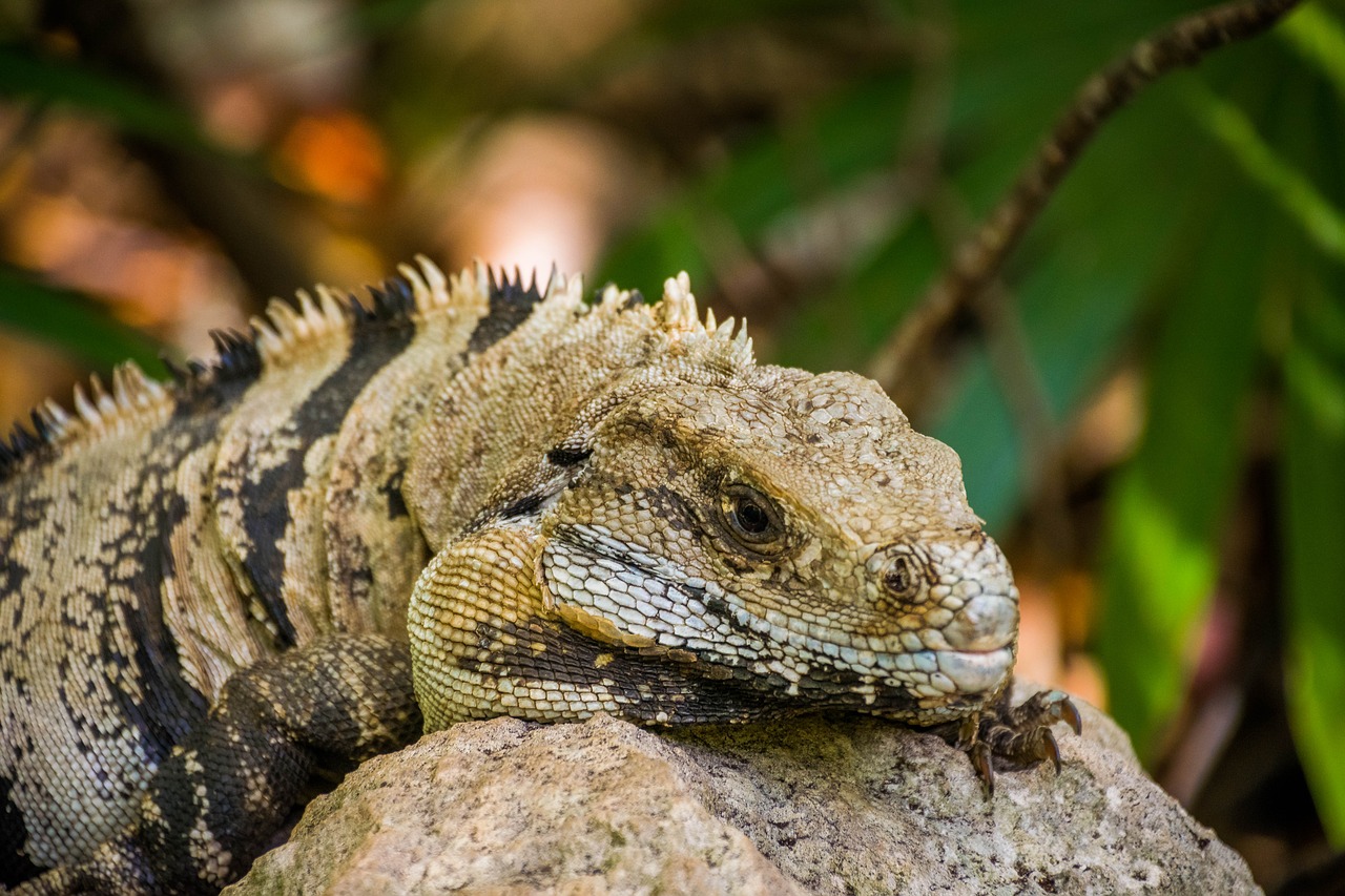 iguana tulun ruins free photo