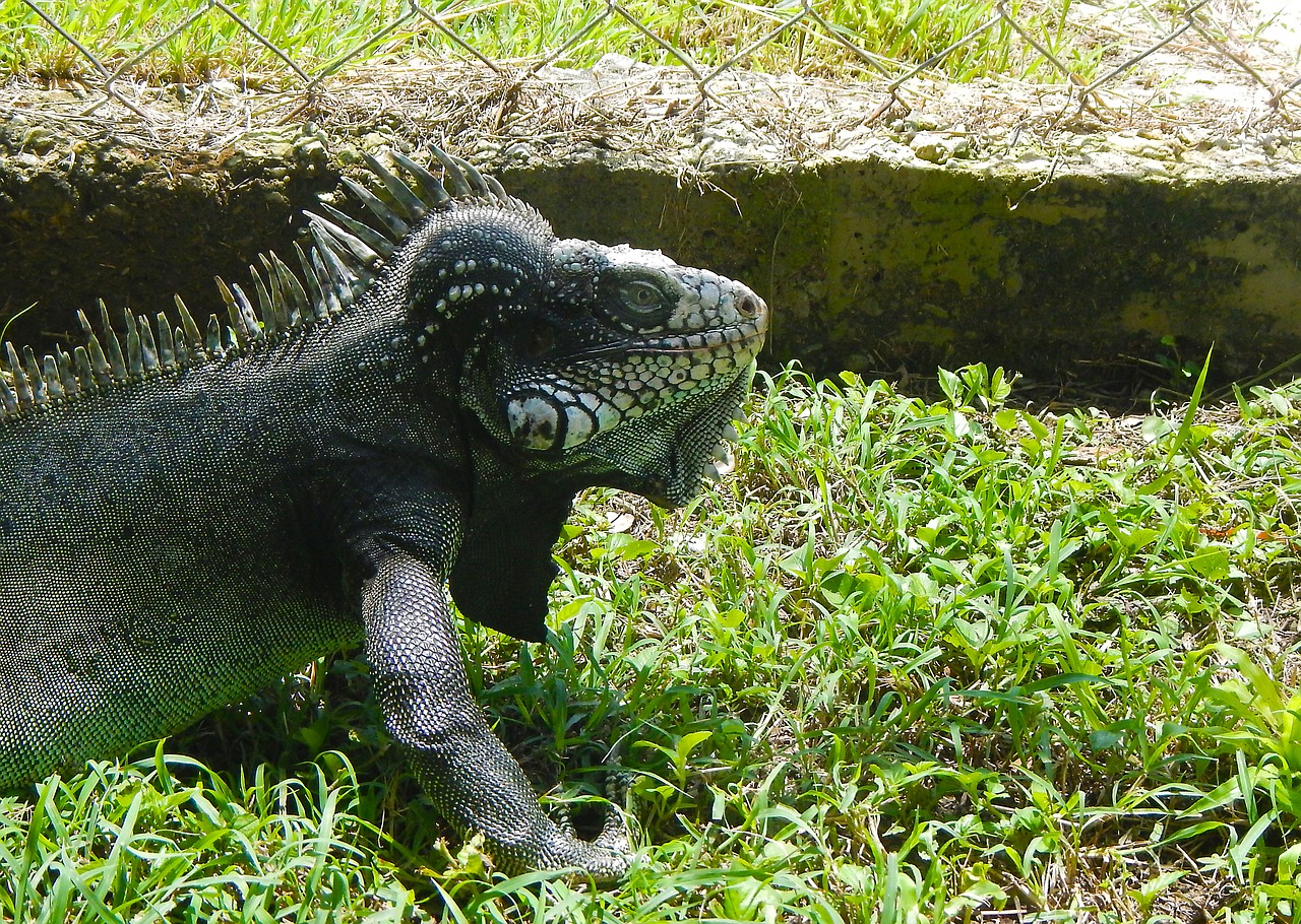 iguana reptile dinosaur free photo