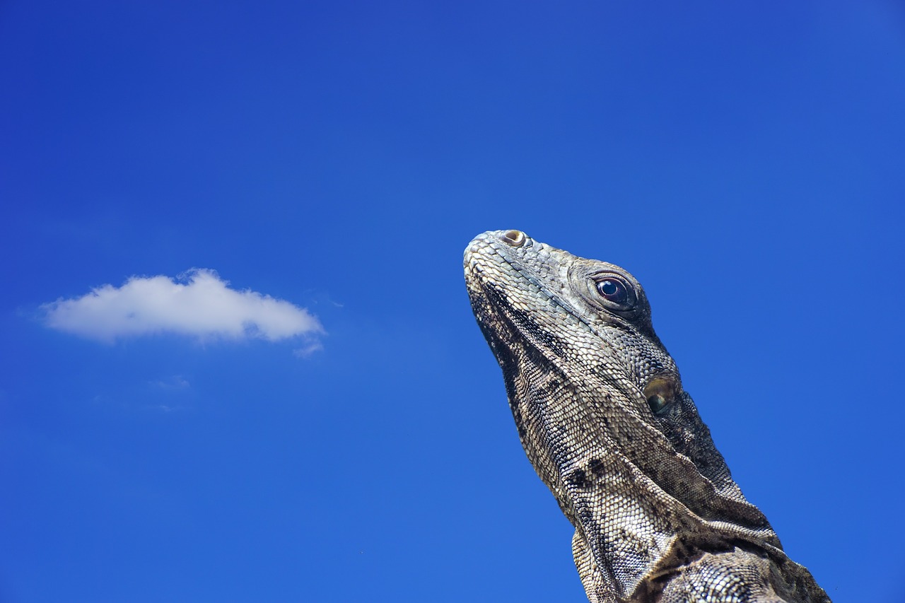 iguana lizard scale free photo