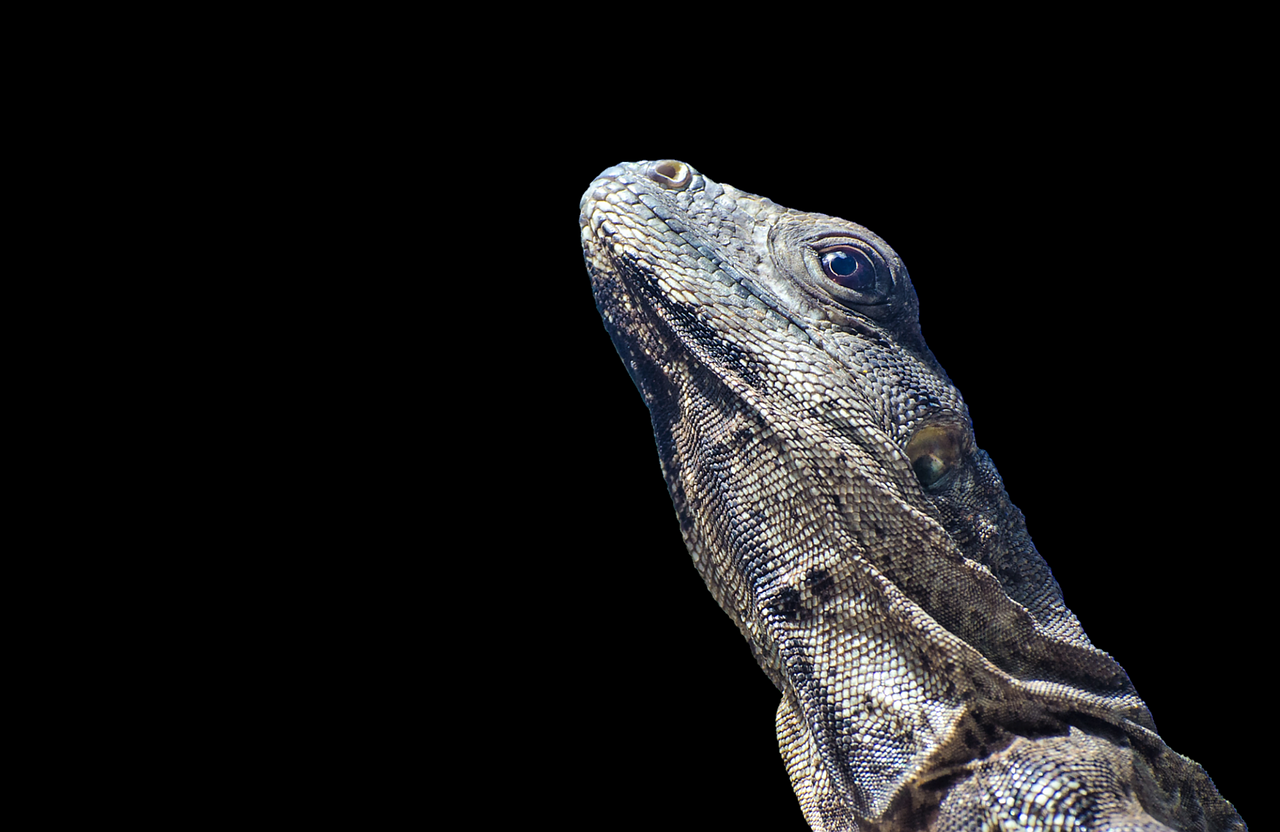 iguana lizard scale free photo