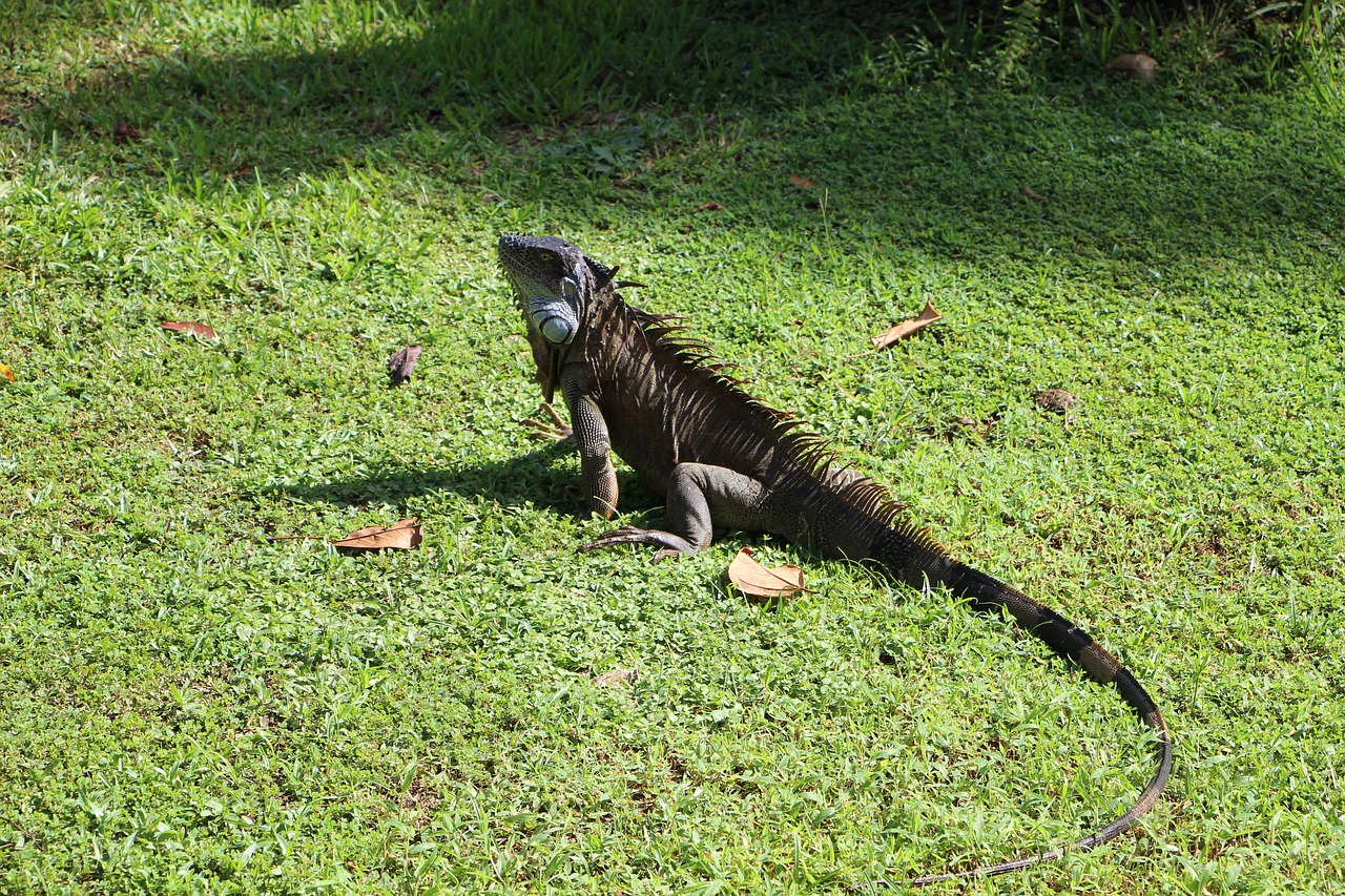 iguana costa rica reptile free photo
