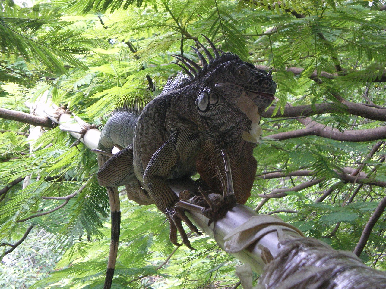 iguana mexico puerto vallarta free photo