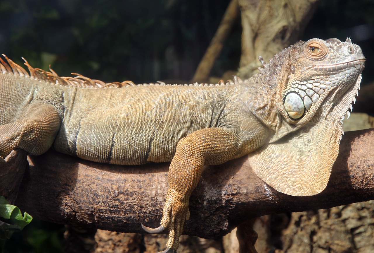 iguana animals lizard free photo