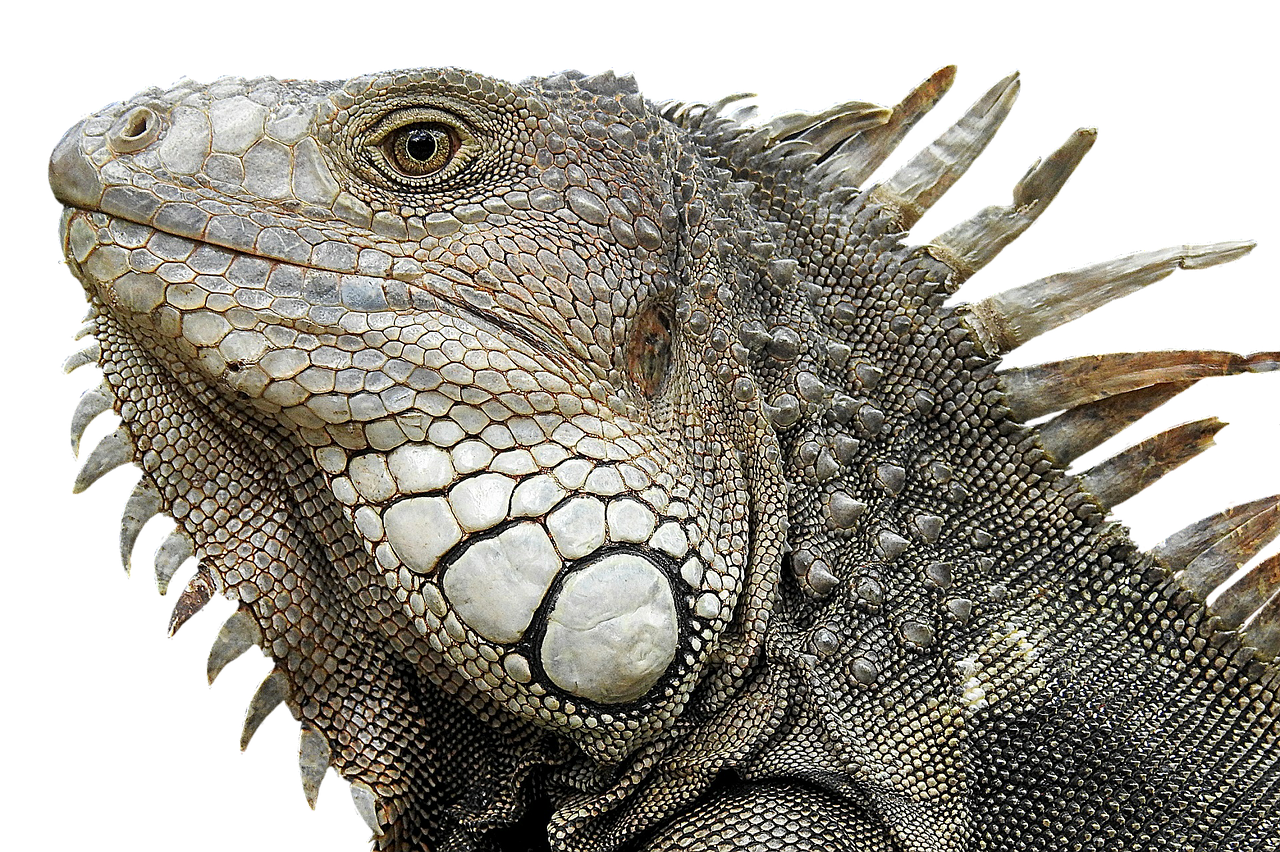 iguana portrait profile free photo