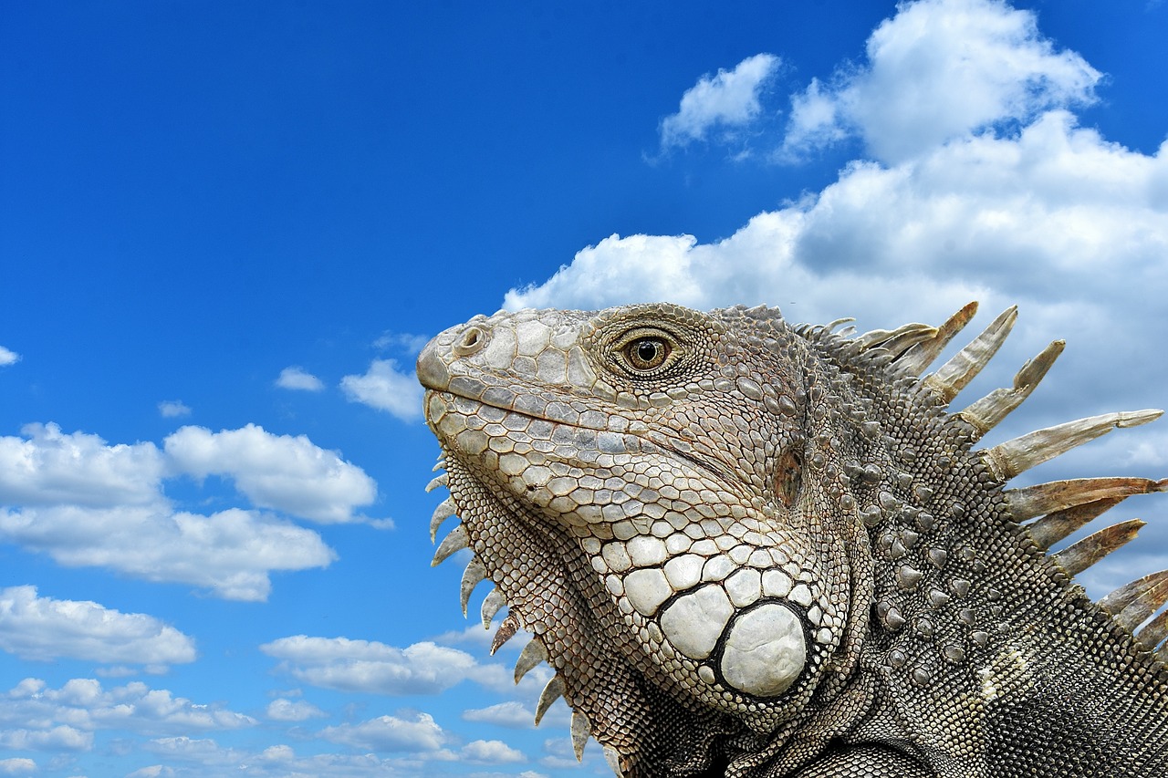 iguana portrait profile free photo