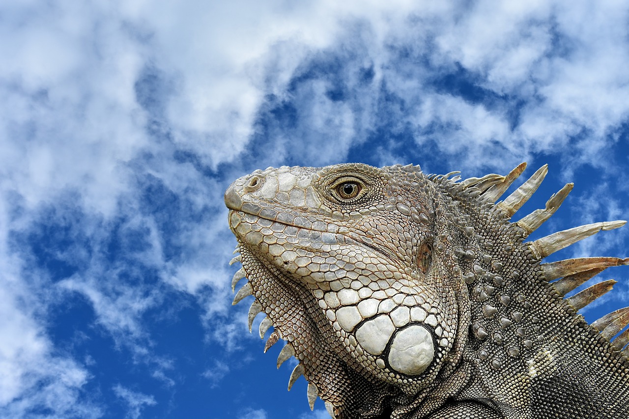 iguana portrait profile free photo