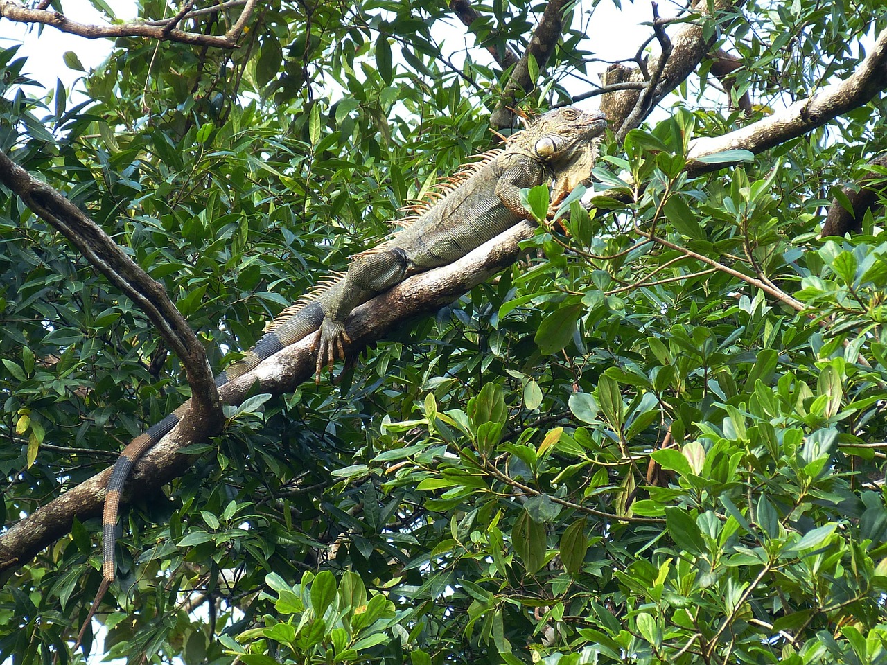 iguana claw dragon free photo