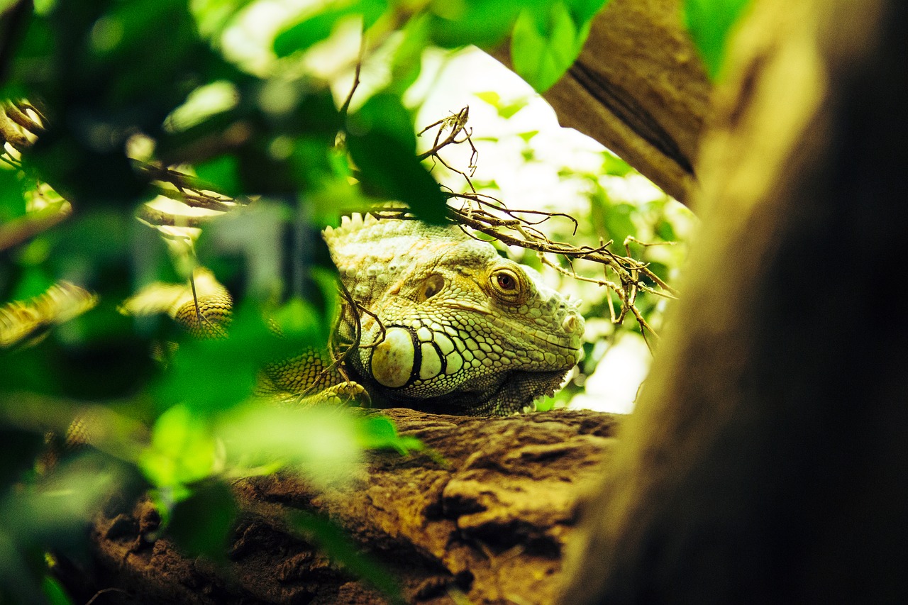 iguana reptile lizard free photo