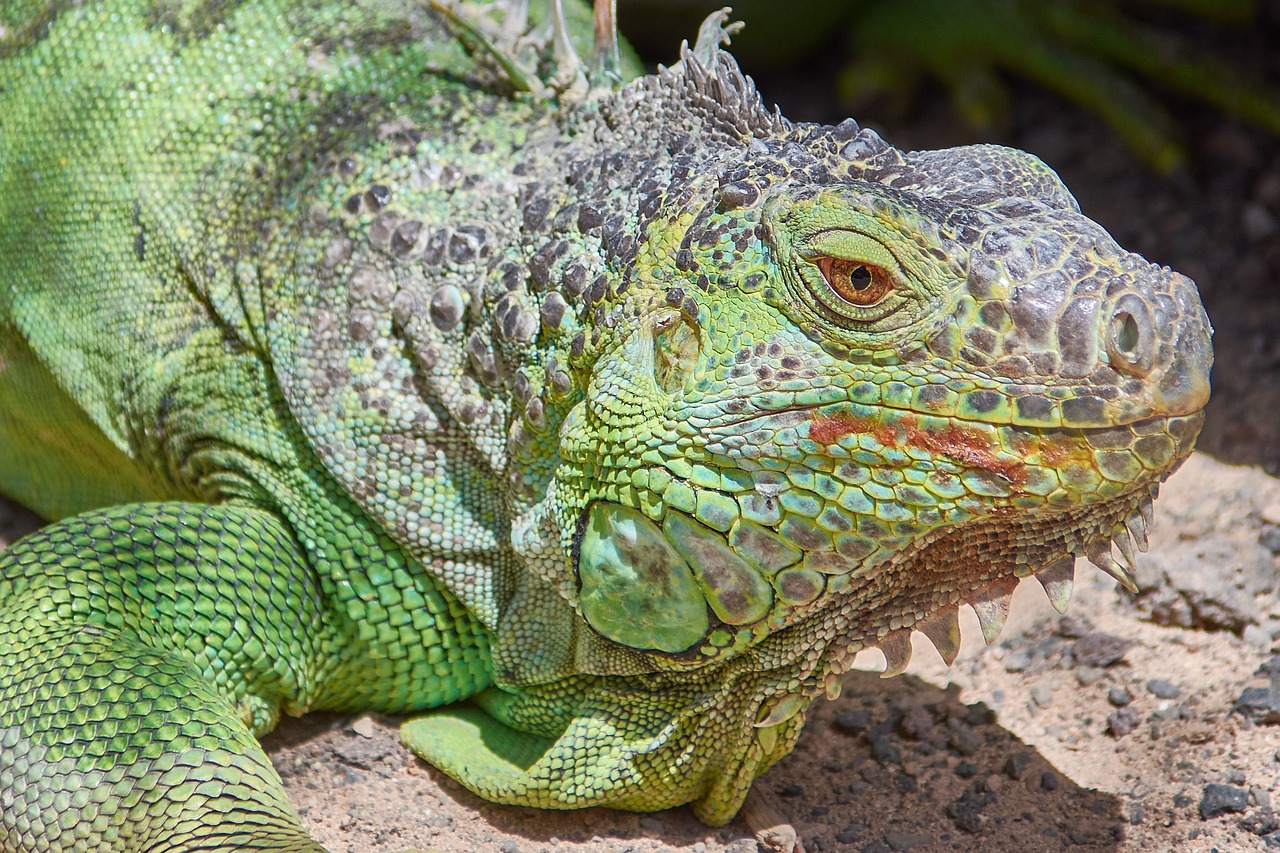 iguana green lizard free photo