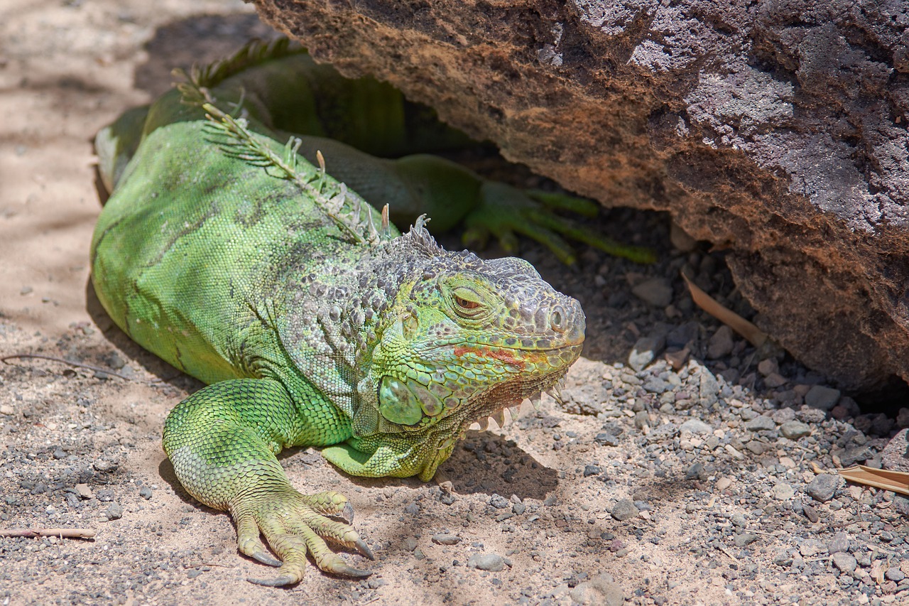 iguana green lizard free photo