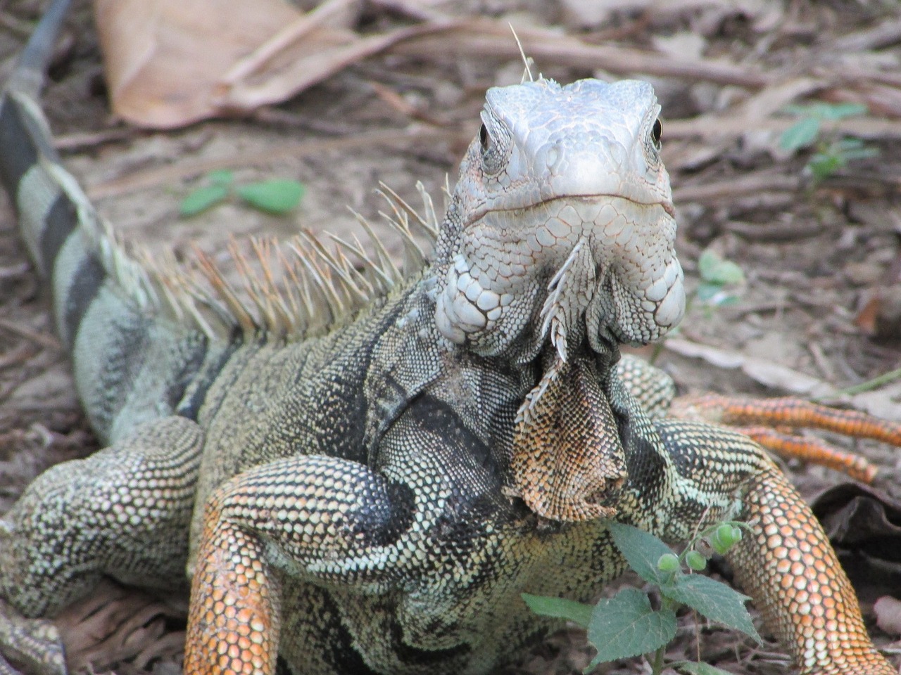 iguana animal reptile free photo