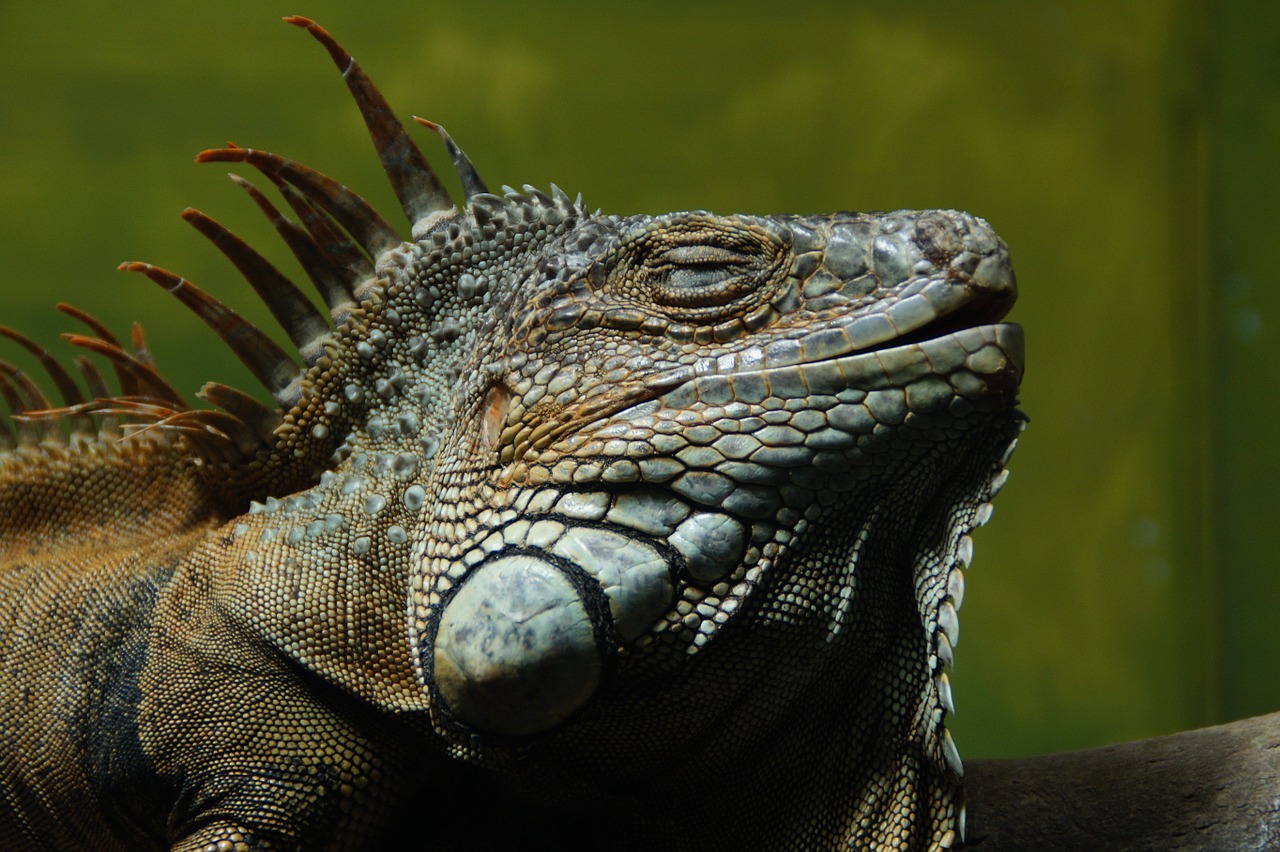iguana lizard reptile free photo