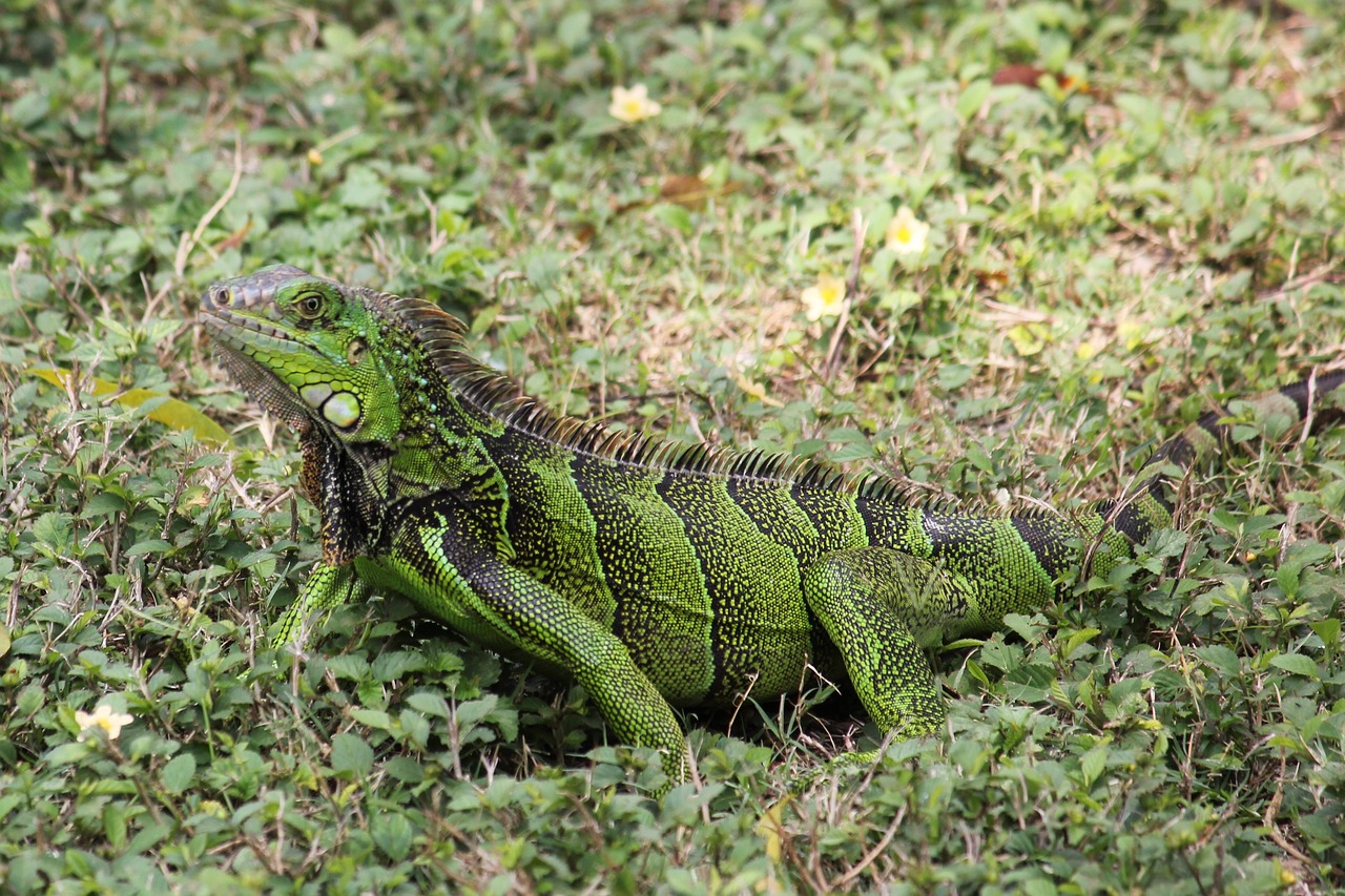 iguana green green iguana free photo