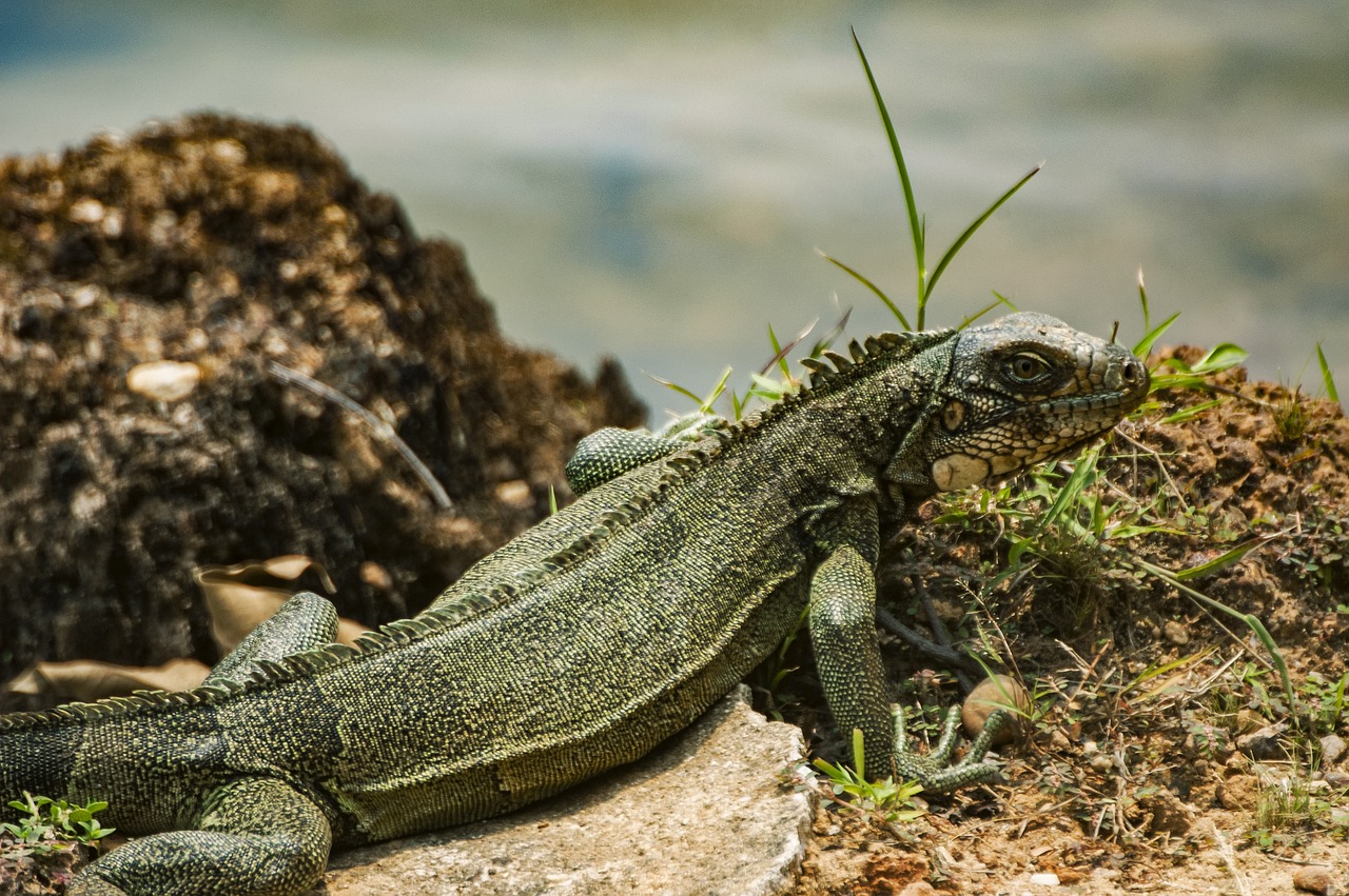 iguana reptiles nature free photo