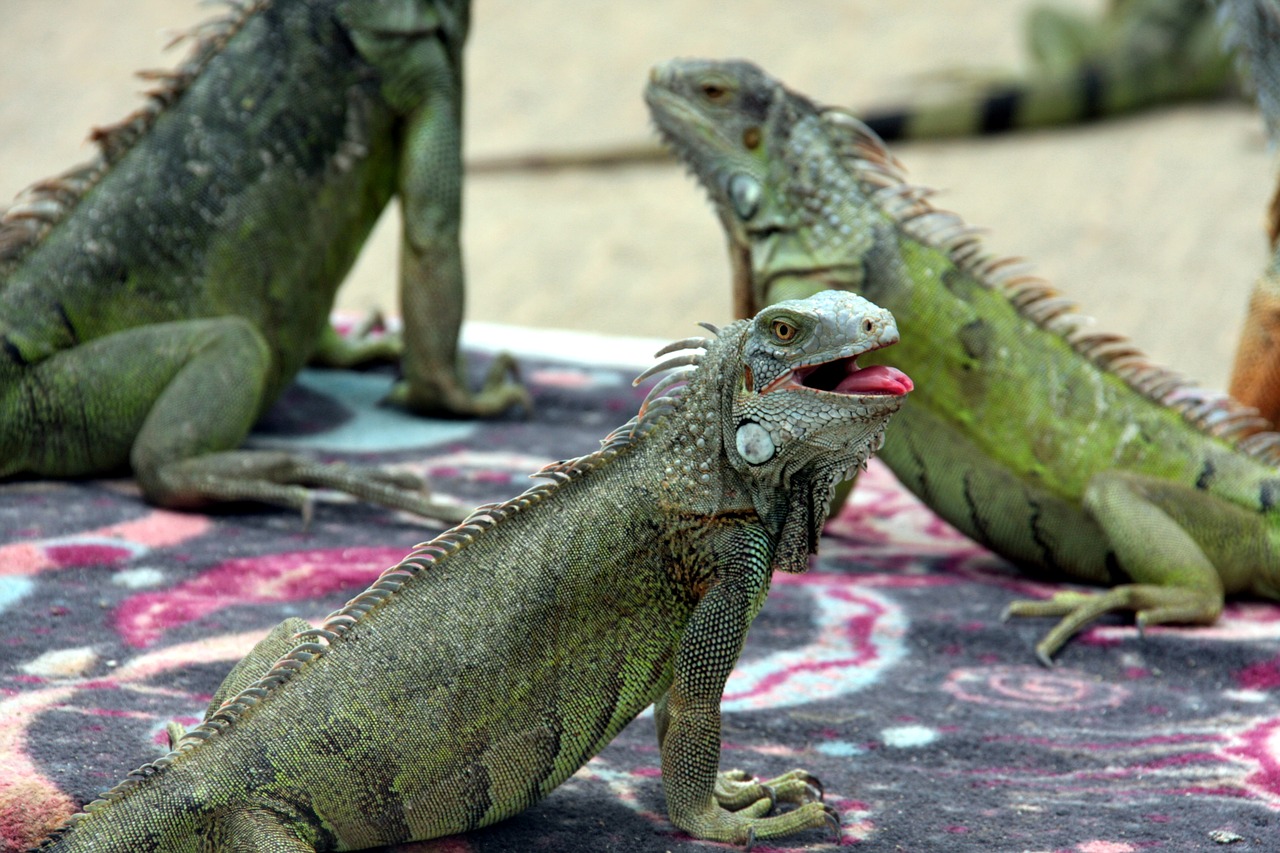 iguana lizard green free photo