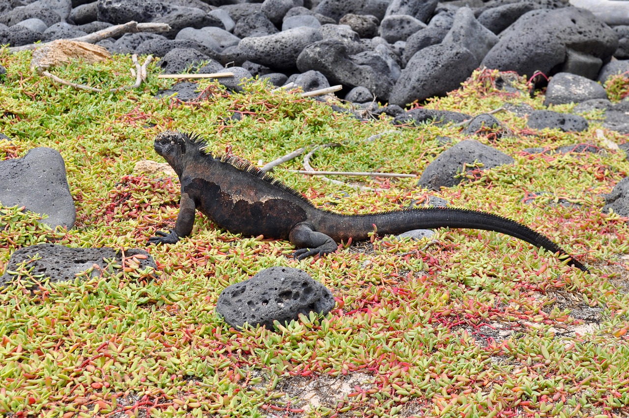 iguana wildlife lizard free photo