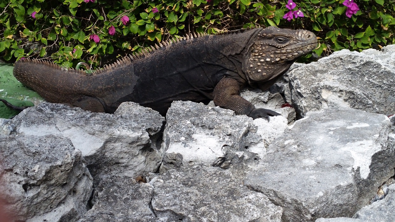 iguana reptile cuba free photo