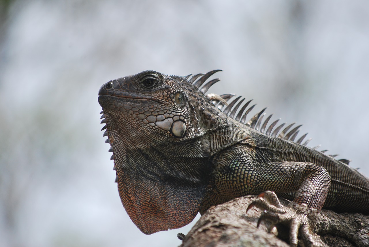 iguana nature animal free photo