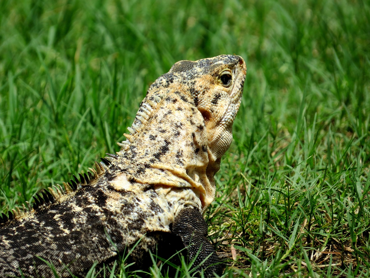 iguana nature reptile free photo